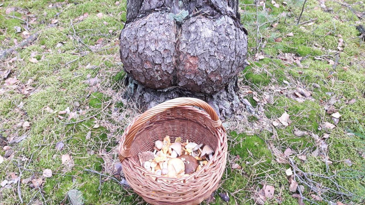 Apartamento Bakusiowy Zakatek Lipowo Kurkowskie Exterior foto